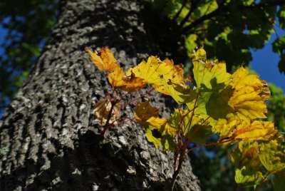 Acer platanoides 'Cucullatum' - javor mléčný (mléč) - borka a listy